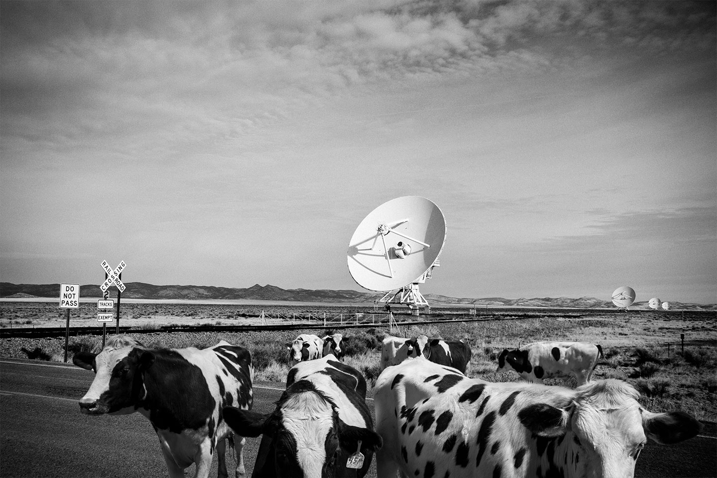 cows_vla_bw